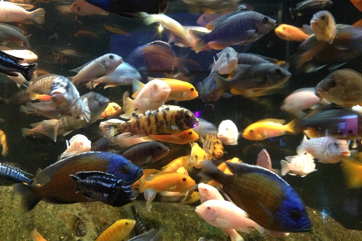 Oklahoma Aquarium - Gallery Image 3